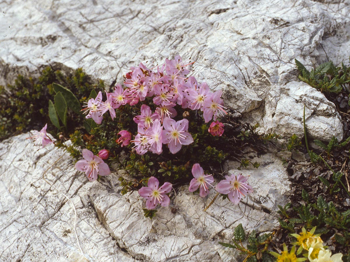 Habitus